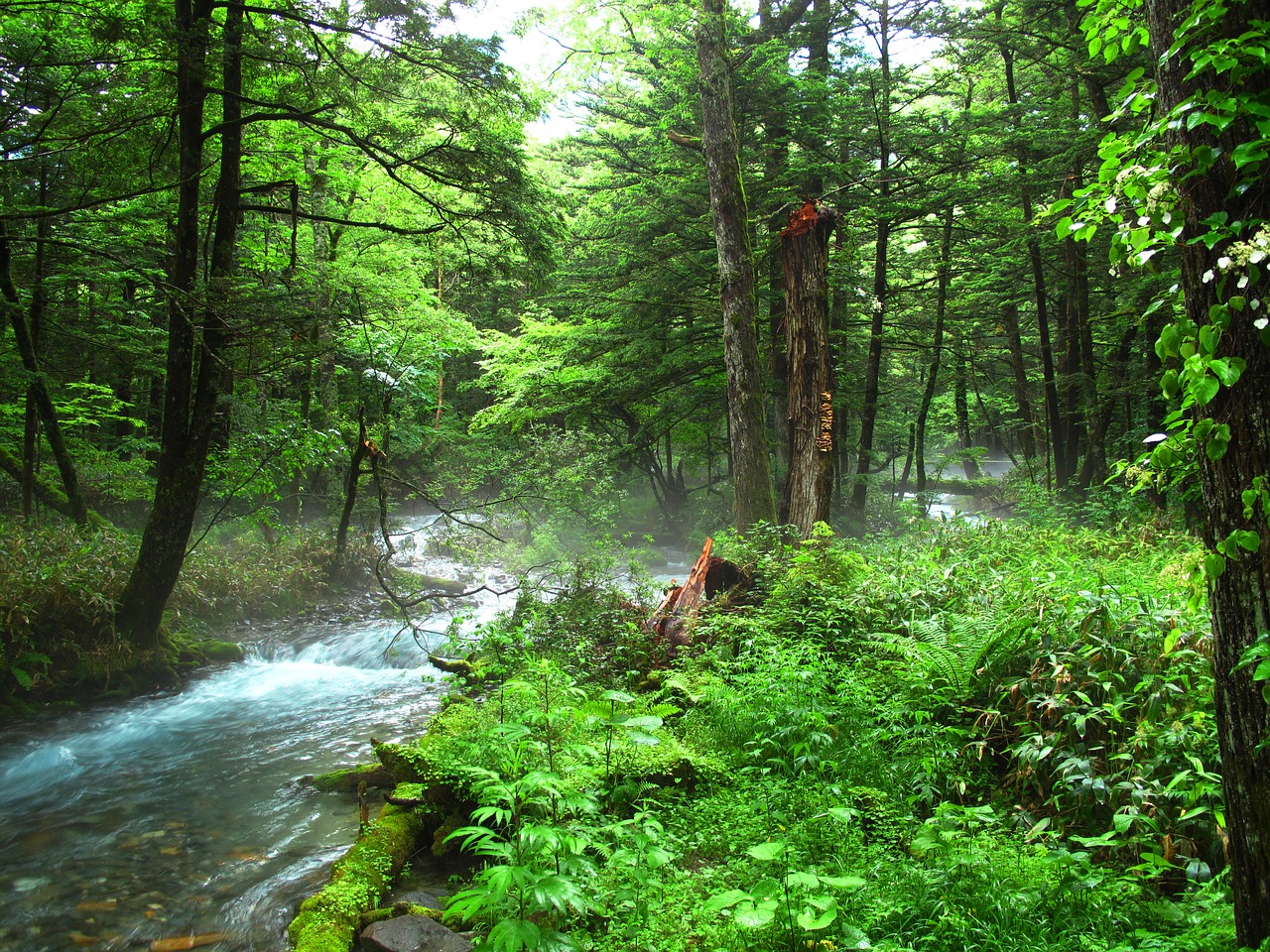 Healing with Foresting Bathing