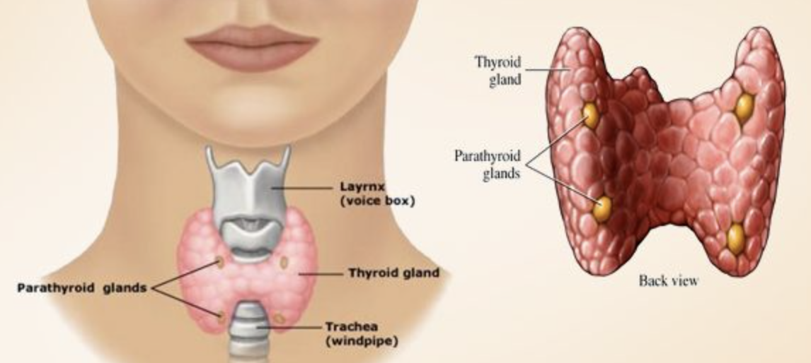 Electronic Device Usage Linked to Thyroid Issues