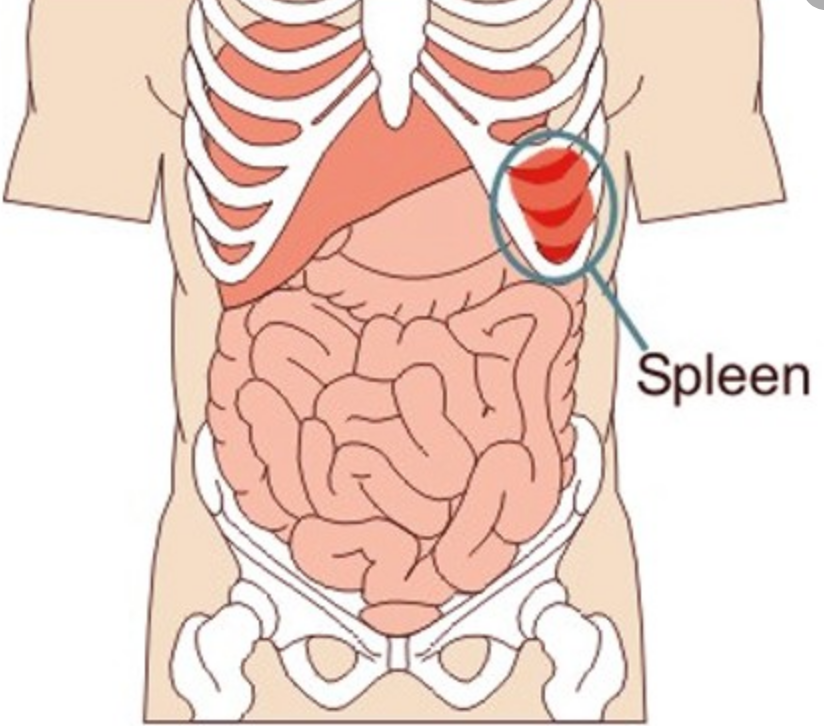 Let’stalk about the spleen and stress!