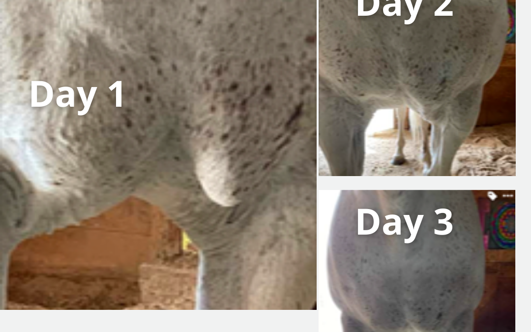 The ART of disintegrating a cyst remotely: Gail’s horse, Holly